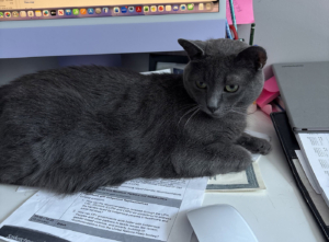 A cat sits calmly on a desk on top of work papers and in front of a work computer.